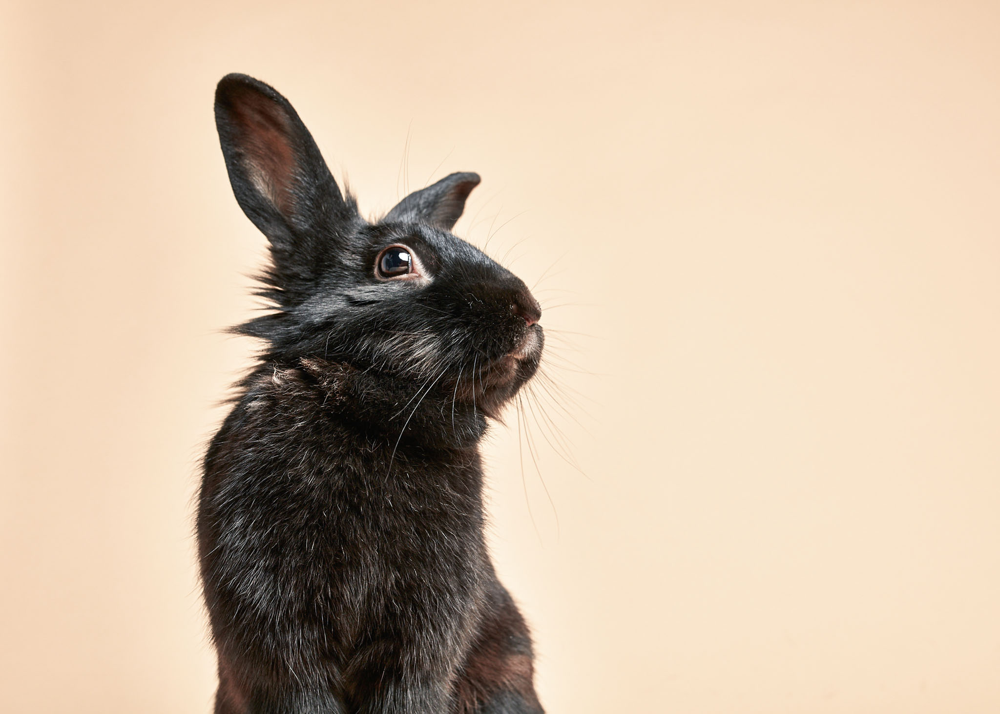 Black bunny portrait taken by LA commercial pet photographer