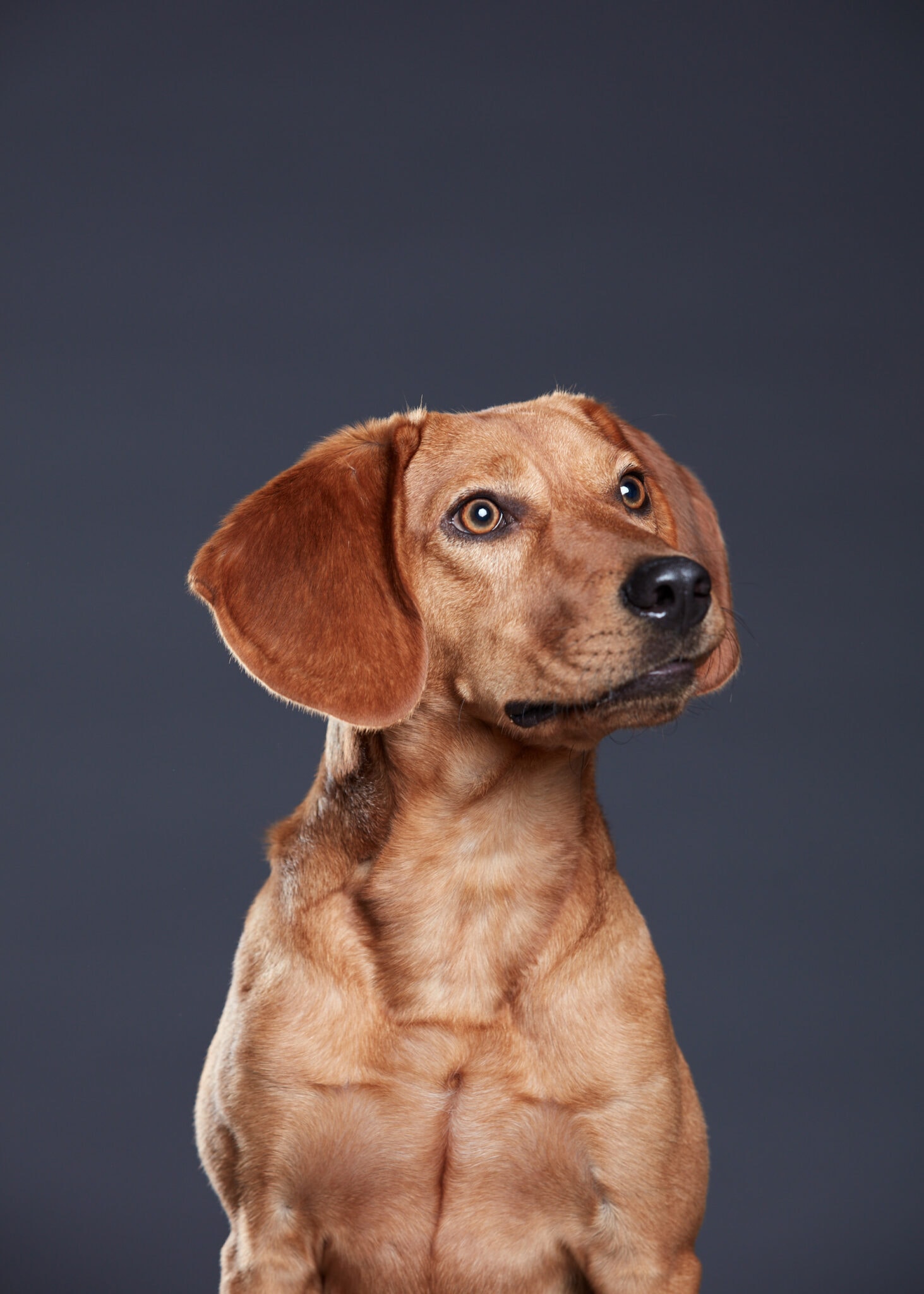 small brown dog on dark background looking to right