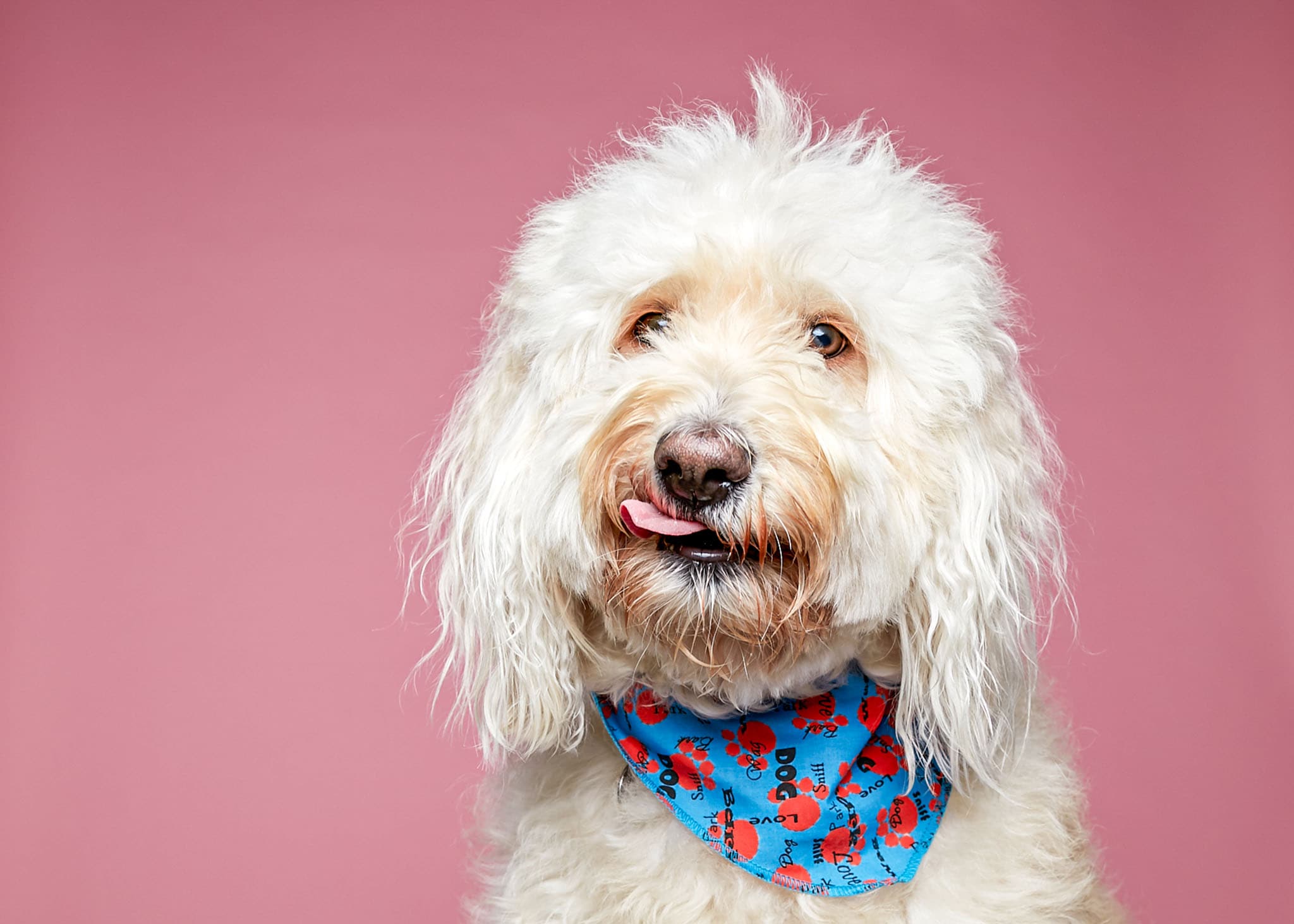 Portrait of a white dog taken by LA commercial advertising photographer